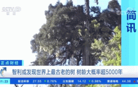 世界上最古老的樹？樹齡或超5000年！長這樣→縮略圖