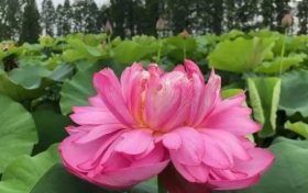以夏天的名義，來漢中這里遇見不容錯(cuò)過的風(fēng)景！縮略圖