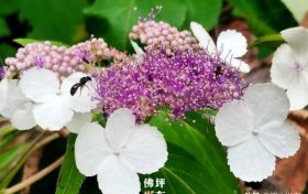 漢中佛坪首次發(fā)現(xiàn)秦嶺山中最神秘的花！縮略圖