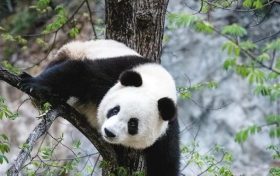 漢中佛坪這位“美人”驚艷了世人！縮略圖