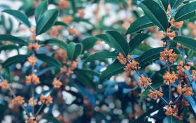 鎮(zhèn)巴山城桂花開 ，香飄十里醉滿城縮略圖