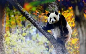 跟著熊貓的腳步，來一場浪漫的賞秋之旅！縮略圖