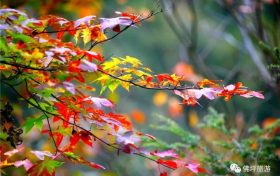 流金溢彩，秋色秘境，佛坪漫山紅葉已上線~縮略圖