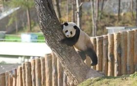 不愧是秦嶺大熊貓，光看照片就被可愛到了！縮略圖