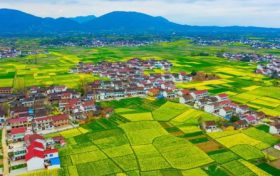 最新消息！南鄭區(qū)確定為2023中國最美油菜花海漢中旅游文化節(jié)主會場縮略圖