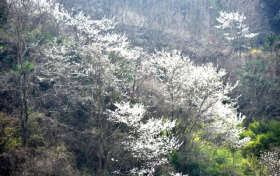 漢江源漫山遍野的野櫻花開了縮略圖