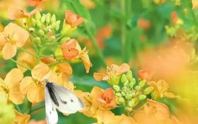五彩斑斕的油菜花，回暖的三月不妨去皇塘尋找它！縮略圖