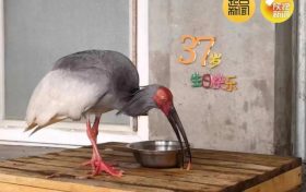 破紀(jì)錄！全球最長(zhǎng)壽朱鹮平平37歲啦！縮略圖