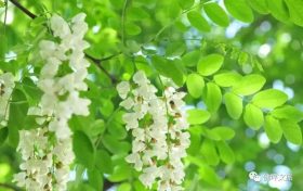 采擷春天的“珍饈野菜”，快來佛坪一飽口福吧！縮略圖