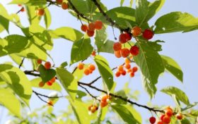 留壩櫻桃紅了！初夏的味道m(xù)in甜！縮略圖