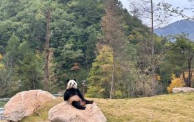 可愛暴擊！秦嶺大熊貓賣萌撒歡現(xiàn)場→縮略圖