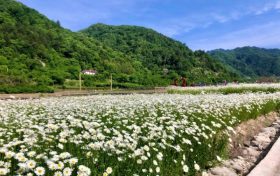 花都開(kāi)好了，來(lái)佛坪邂逅白色浪漫！縮略圖