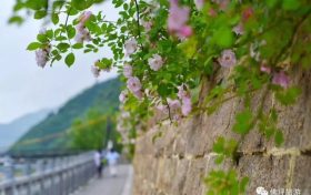 薔薇花怒放！快來打卡佛坪這些“網(wǎng)紅花墻”！縮略圖