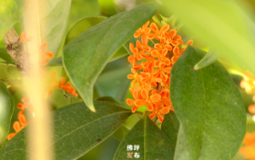 真香！“桂花味”的漢中正在回歸！縮略圖