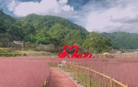 佛坪又一輪花海來(lái)襲，仙氣十足！縮略圖