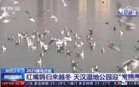 央視聚焦的“冬日精靈”，你“鷗”遇了嗎縮略圖