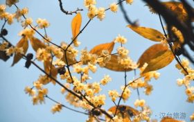 真香預(yù)警，臘梅花開！縮略圖