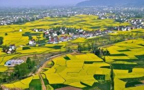 漢中油菜花花期提前！詳情→縮略圖
