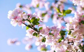 春季養(yǎng)肺正當(dāng)時(shí)，多吃哪些食物對(duì)肺有好處?縮略圖