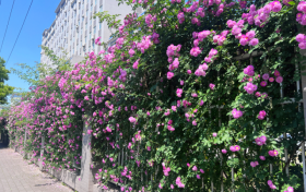 花都開(kāi)好了，東關(guān)最美花墻等你來(lái)打卡！縮略圖