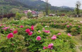 牡丹花已開(kāi)丨漢中植物園等你來(lái)縮略圖