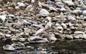 佛坪：椒溪河畔碧波蕩漾 候鳥(niǎo)翩躚繪就生態(tài)畫(huà)卷縮略圖