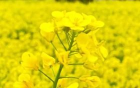 漢中油菜花節(jié)交響音樂會3月中旬啟動！地點→縮略圖
