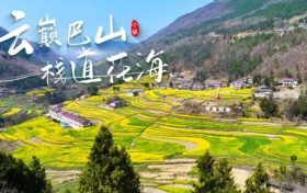 寧強(qiáng)巴山梯田油菜花，藏著漢中最立體的春天！縮略圖