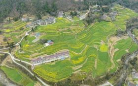 油菜、小麥、茶葉、花期果園低溫凍害風(fēng)險(xiǎn)預(yù)警縮略圖