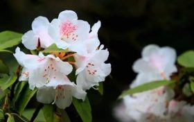 全民免門票2天，黎坪已備好山水盛宴，待君赴約！縮略圖