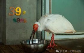 生于洋縣，全球最長壽朱鹮39歲了！縮略圖