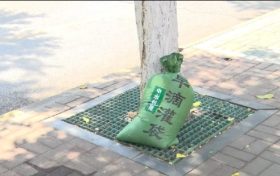 漢中街頭行道樹集體“穿馬甲”！啥門道？縮略圖