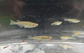 對(duì)水質(zhì)”挑食”！漢中首次發(fā)現(xiàn)該珍稀物種→縮略圖