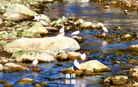 秦嶺深處“護(hù)鳥傳奇”，看佛坪如何繪就人鳥和諧新畫卷縮略圖