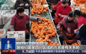 “pápá柑”還是“bābā柑”，都錯？網(wǎng)友熱議……縮略圖