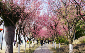 漢臺(tái)新年怎么過(guò)？“一城三香”滿新春縮略圖