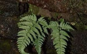 陜西秦巴山區(qū)發(fā)現(xiàn)蕨類新物種——寧強鱗毛蕨縮略圖