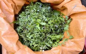 佛坪野菜上市，春日限定美味！縮略圖