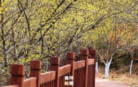 又見山茱萸縮略圖