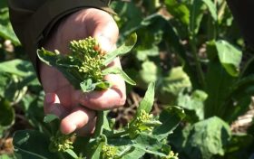 漢中這片油菜有點“拽”！20號后才開花→縮略圖