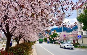 一路向春！藏在寧強(qiáng)公路里的“粉色浪漫”縮略圖