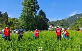 黃花菜沒涼！迴龍寺村的“金花花”正熱辣采摘→縮略圖