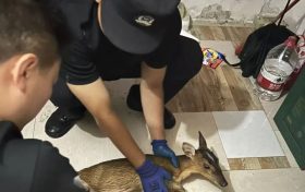 “萌獸”誤闖酒店  民警護(hù)送“回家”縮略圖