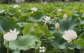 進(jìn)入最佳觀賞期！佛坪夏日限定荷花美景，等你來(lái)打卡~縮略圖