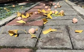 路邊的銀杏果為什么不能吃？縮略圖